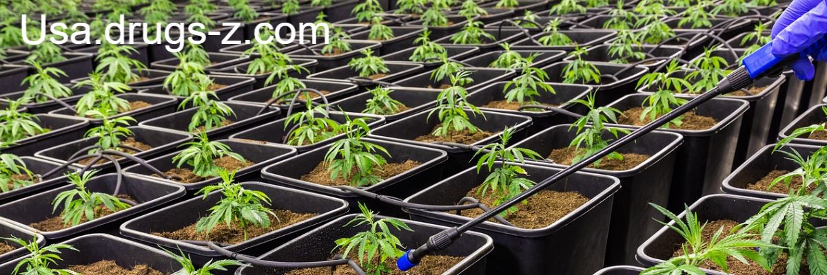 usa.drugs-z.com